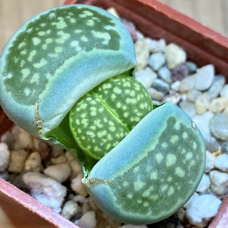 SH27844 Lithops julii v. fulleri 'Fuller Green'
