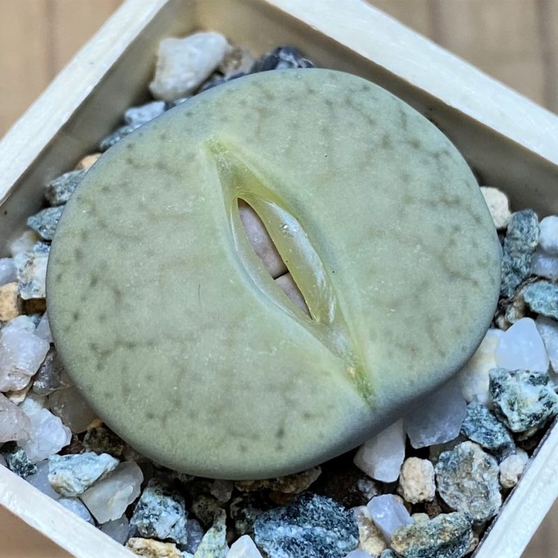 SH27845 Lithops pseudotruncatella ssp. volkii C069