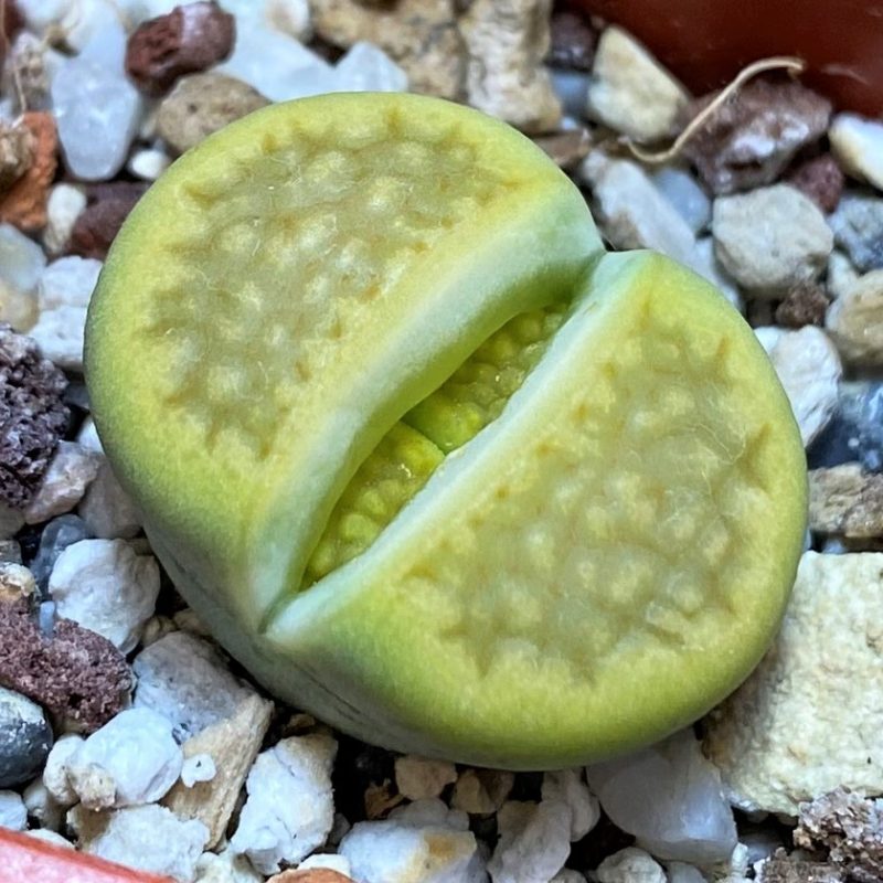 SH27795 Lithops hallii 'Green Soapstone'