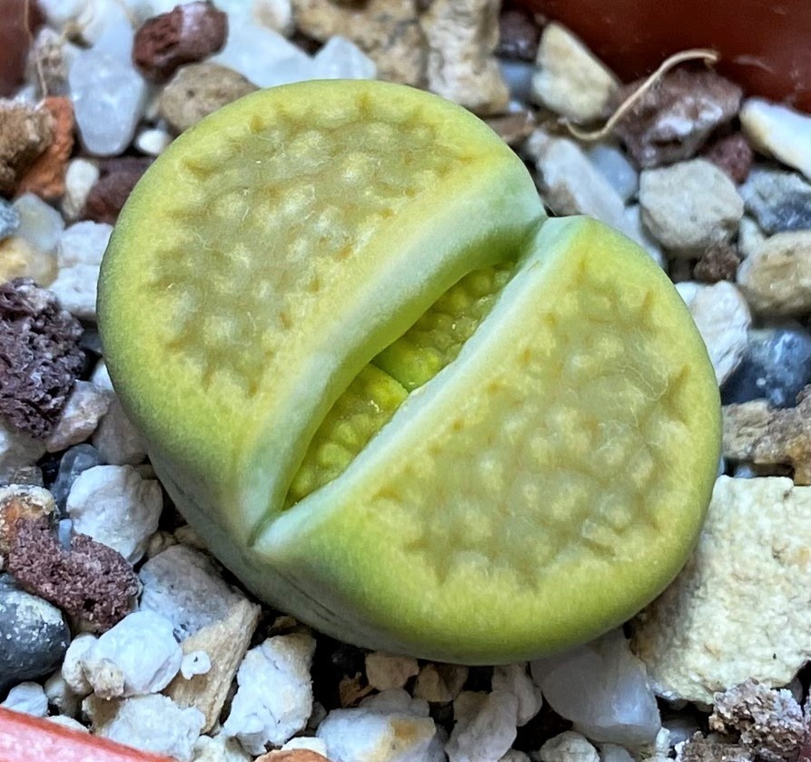 SH27795 Lithops hallii 'Green Soapstone'