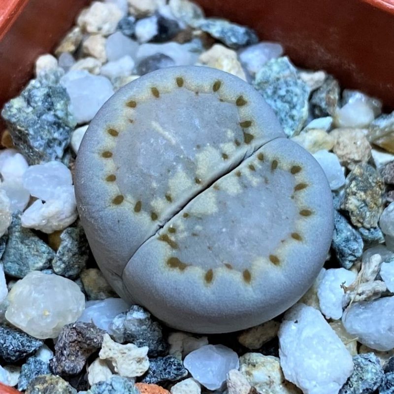 SH27848 Lithops julii v. rouxii