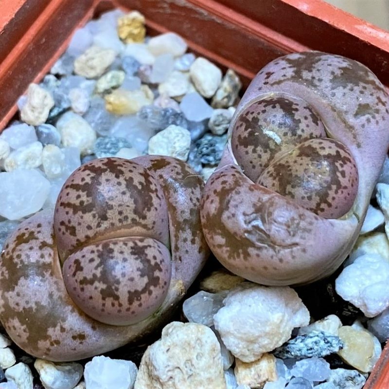 SH27849 Lithops coleorum