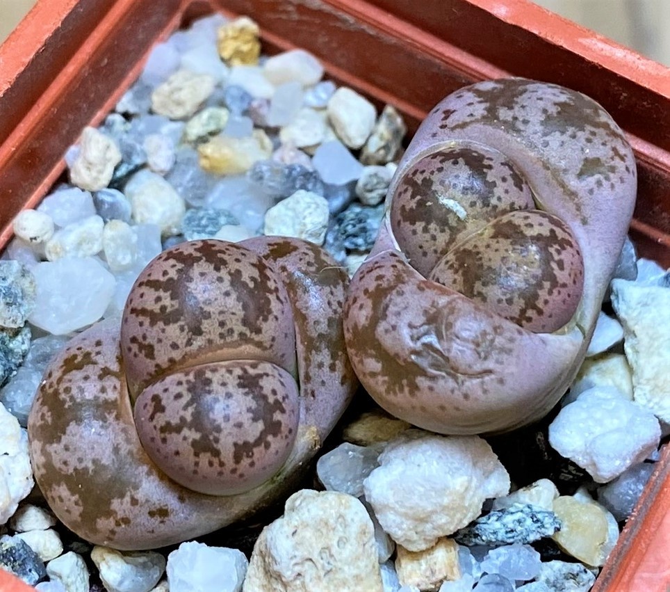 SH27849 Lithops coleorum