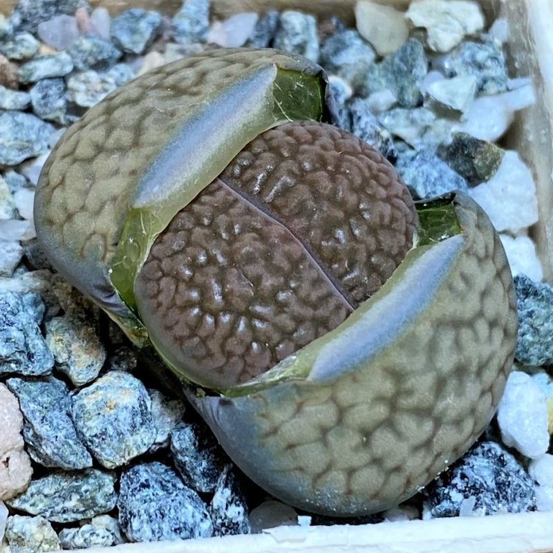 SH27850 Lithops hookeri v. marginata C053