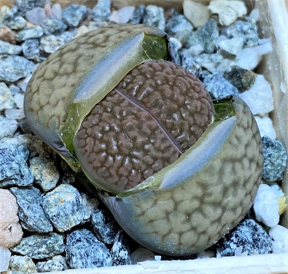 SH27850 Lithops hookeri v. marginata C053