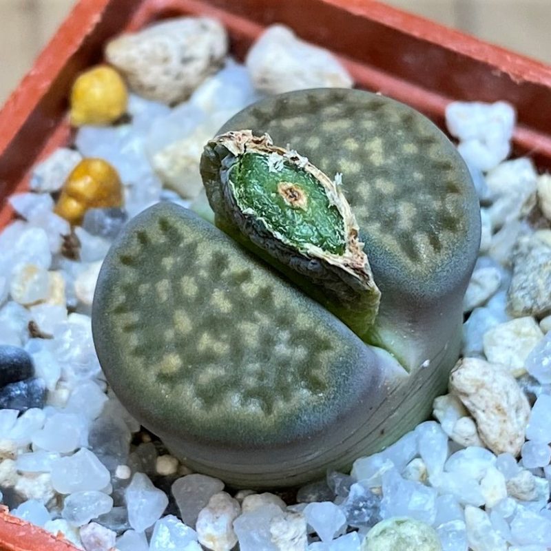 SH27851 Lithops hallii v. ochracea C111A