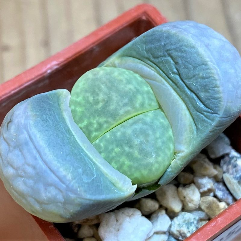 SH27852 Lithops marmorata