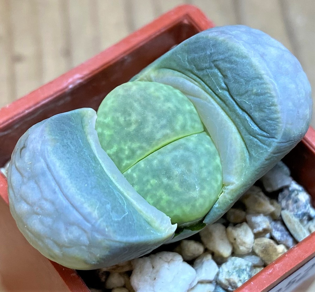 SH27852 Lithops marmorata