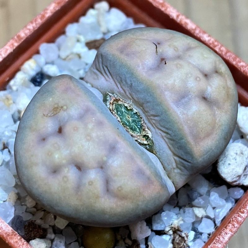 SH27854 Lithops erniana