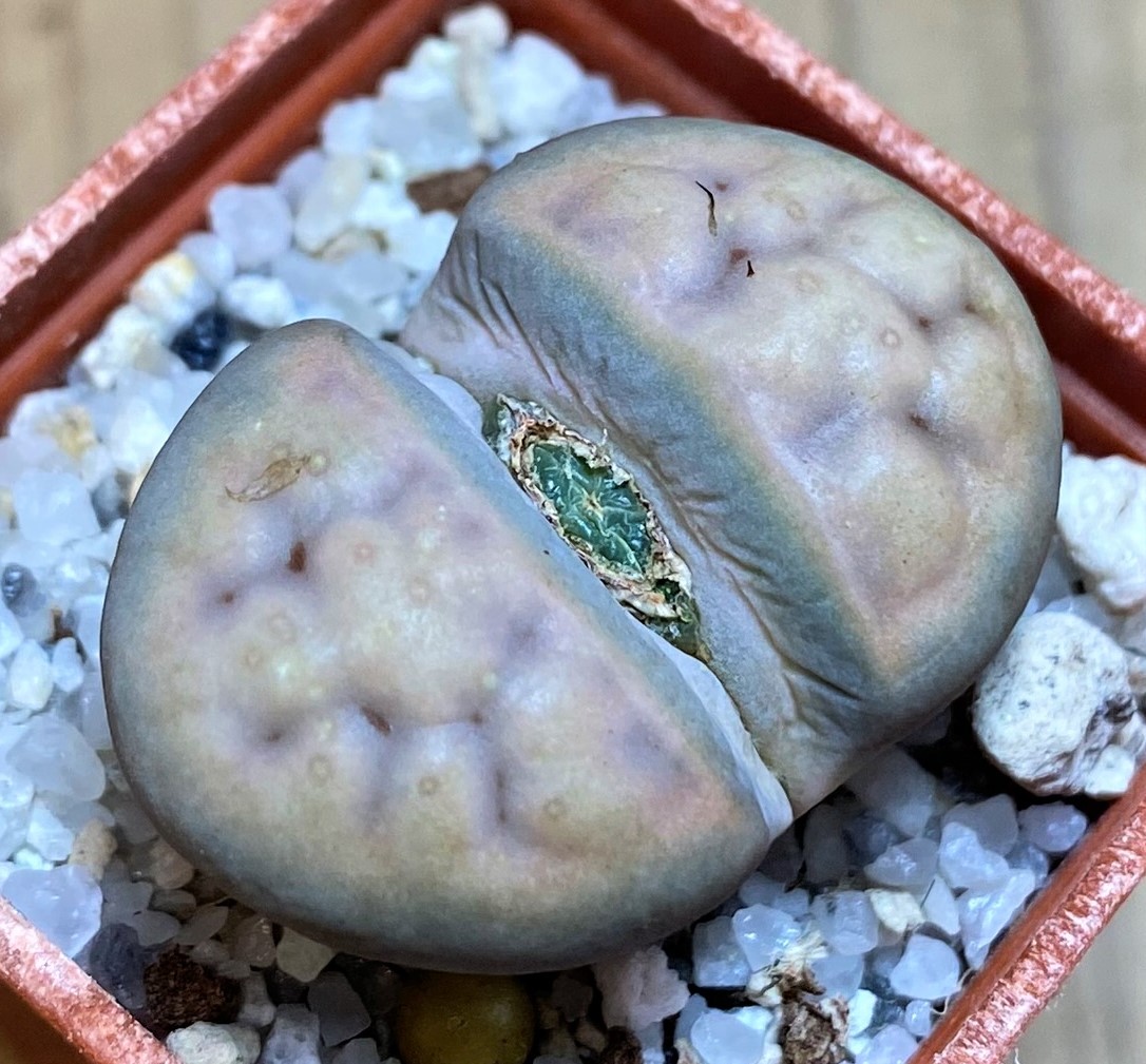 SH27854 Lithops erniana
