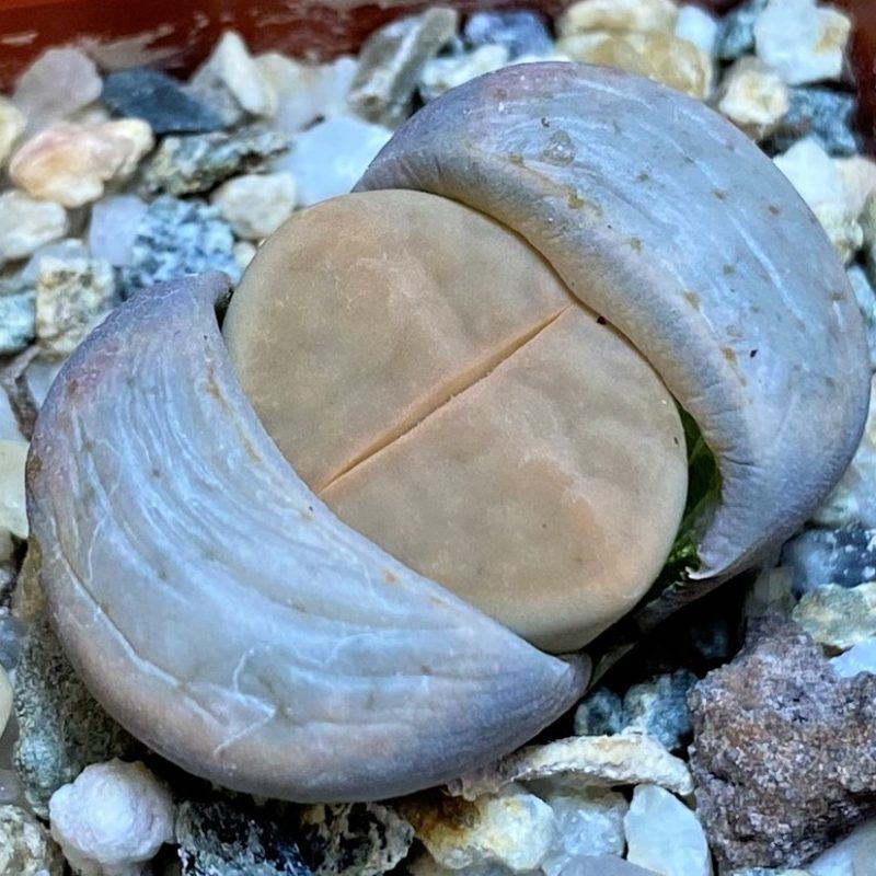 SH27856 Lithops karasmontana v. opalina