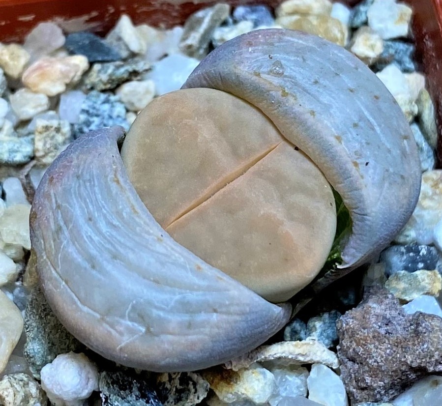 SH27856 Lithops karasmontana v. opalina