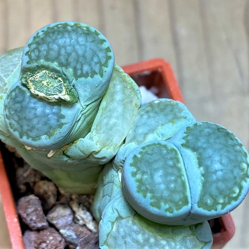 SH27857 Lithops salicola 'Malachite' hybrid