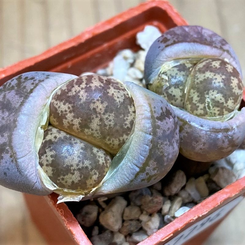 SH27796 Lithops coleorum