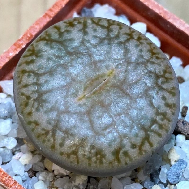 SH27797 Lithops pseudotruncatella