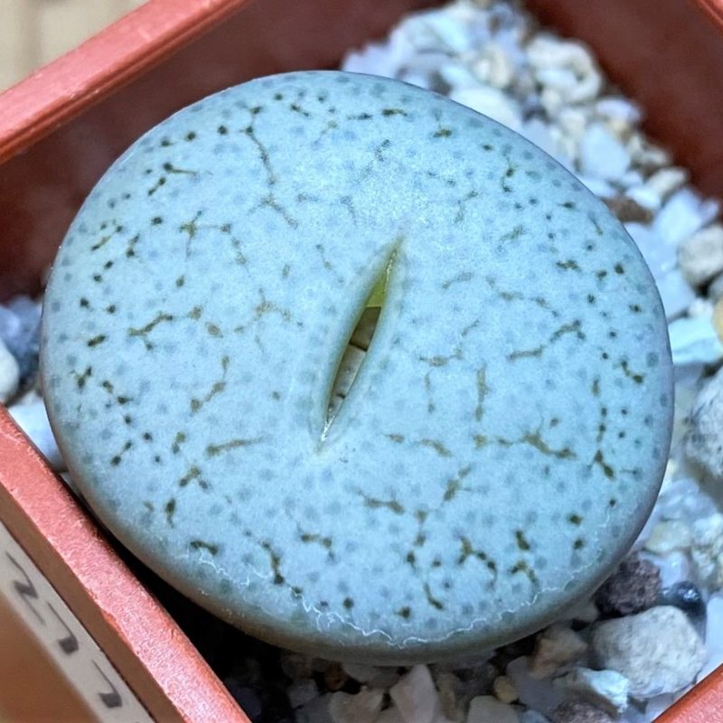 SH27798 Lithops pseudotruncatella ssp. volkii