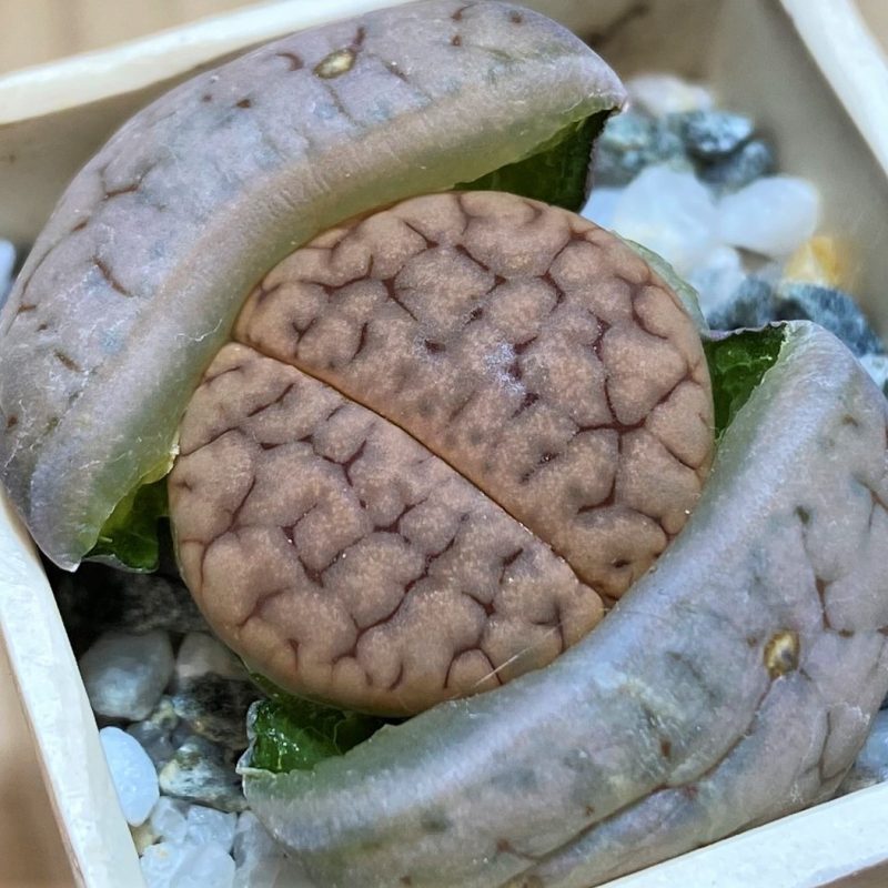 SH27790 Lithops gracilidelineata ssp. brandbergensis C 383