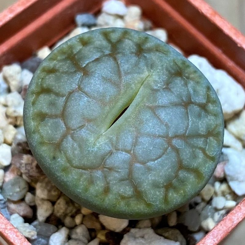 SH27799 Lithops pseudotruncatella