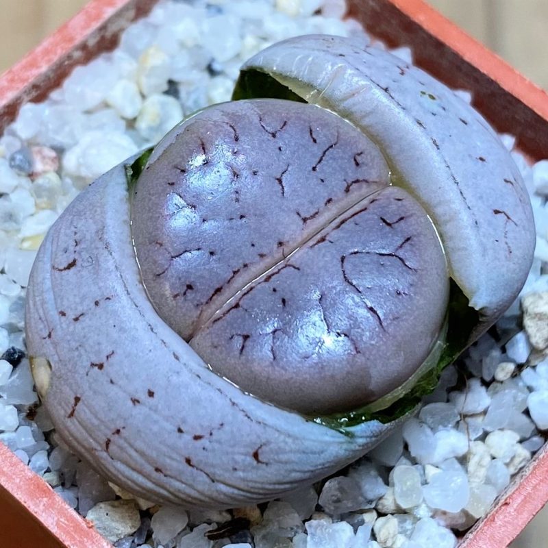 SH27800 Lithops gracilidelineata C373