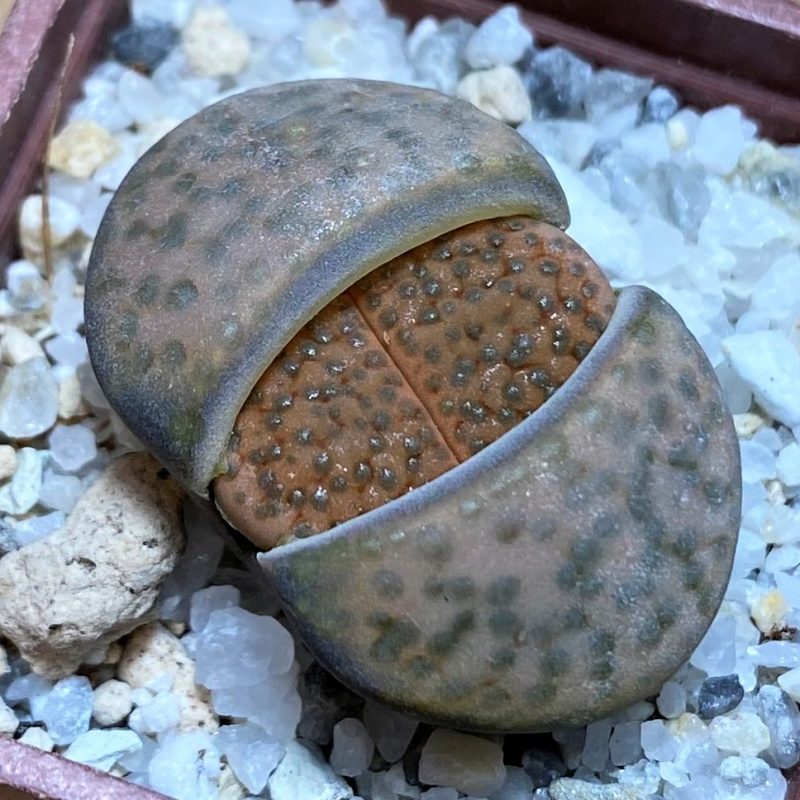 SH27802 Lithops fulviceps C266
