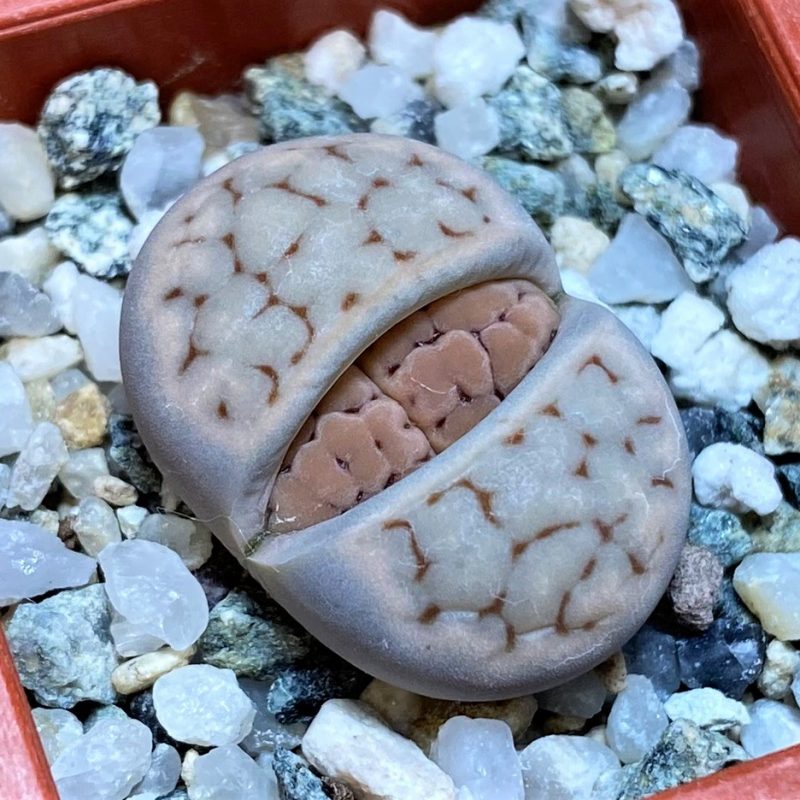 SH27803 Lithops erniana