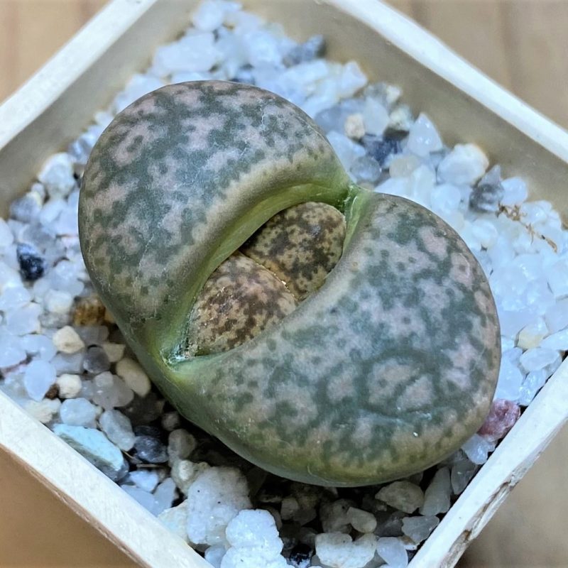 SH27804 Lithops gesineae