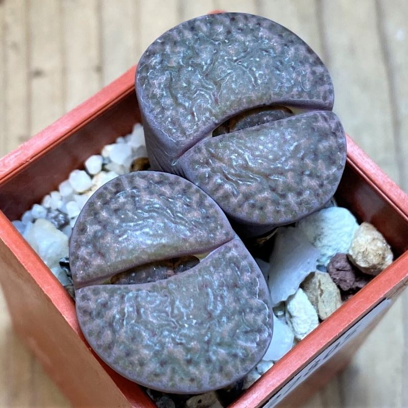 SH27805 Lithops bromfieldii v. glaudinae