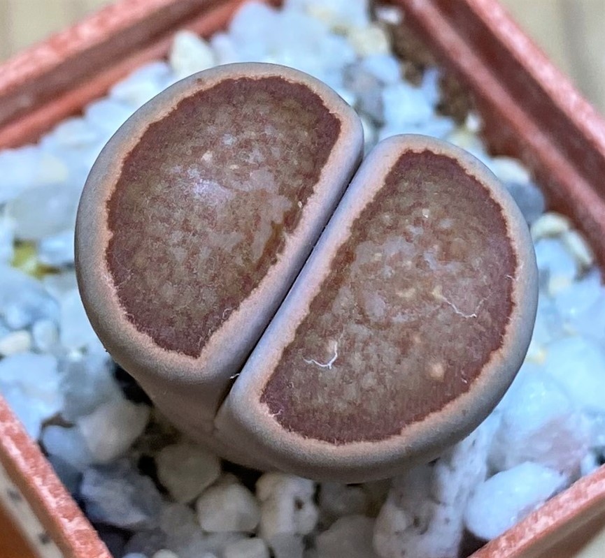 SH27806 Lithops julii ‘Kikushogiyoku’ hybrid