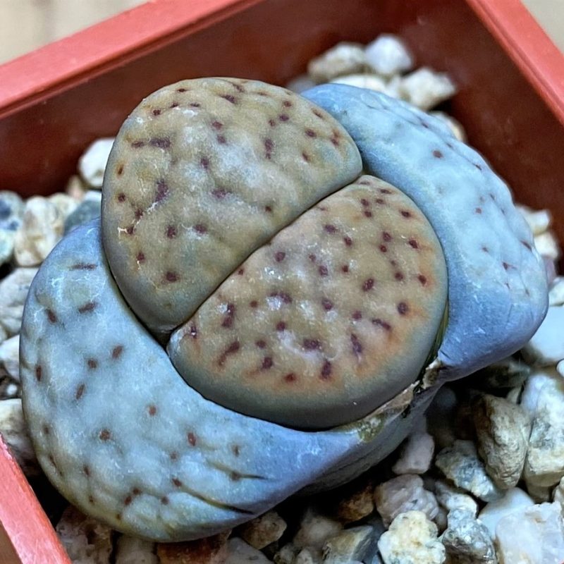 SH27808 Lithops schwantesii v. urikosensis