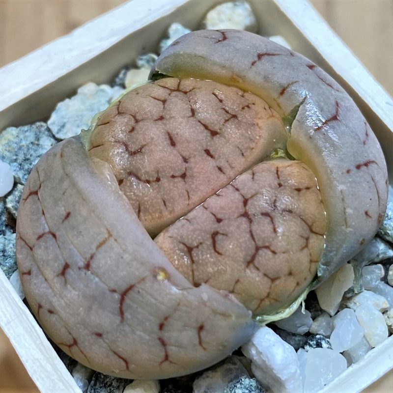 SH27791 Lithops gracilidelineata ssp. brandbergensis C 383