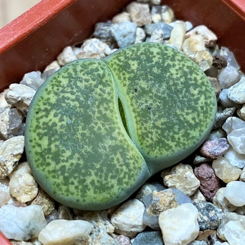 SH27809 Lithops lesliei 'Albinica'