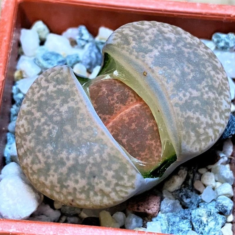 SH27810 Lithops lesliei ‘Albinigold’ x aucampiae ‘Storms´s Snowcap’