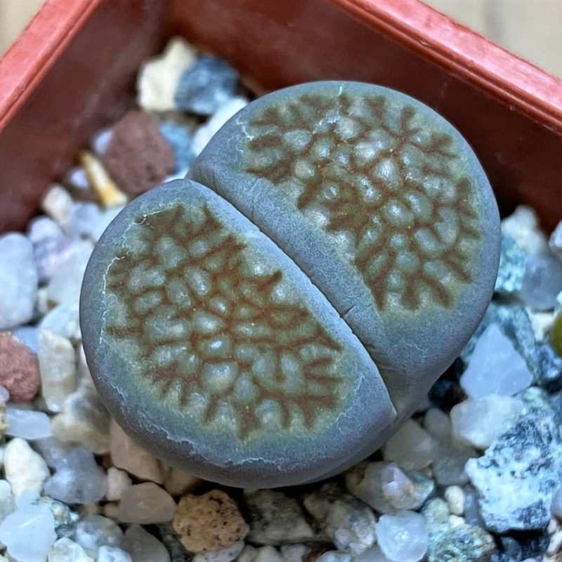 SH27811 Lithops halii