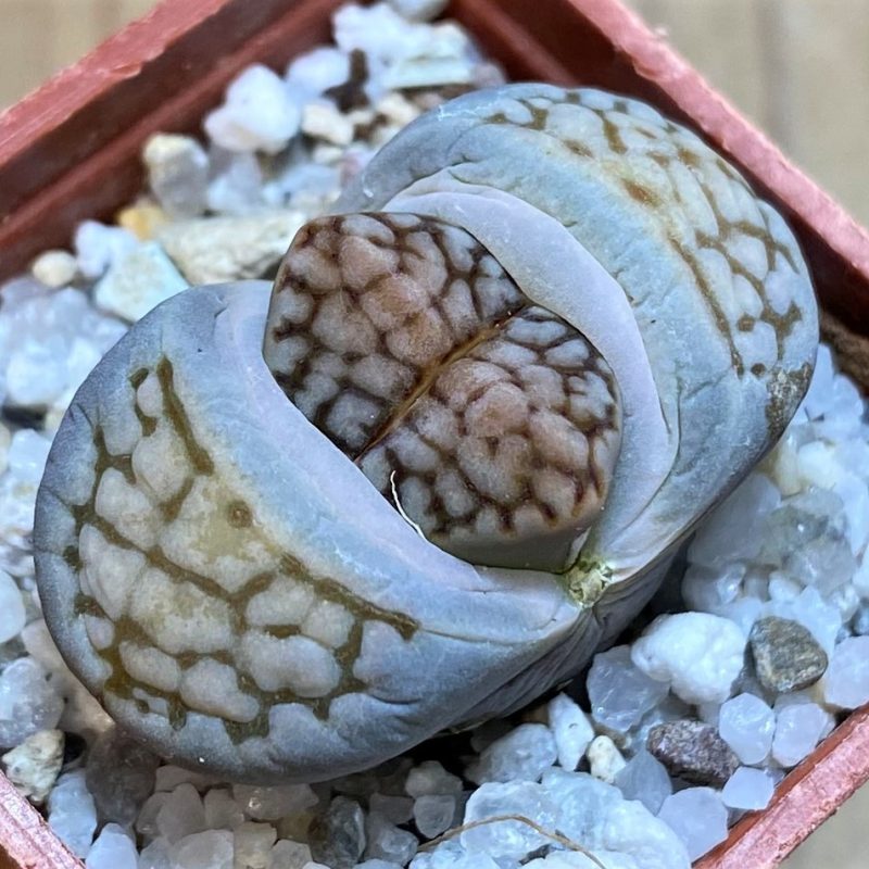SH27812 Lithops julii