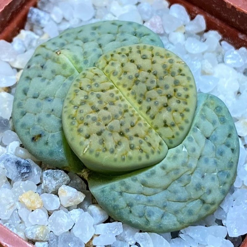SH27813 Lithops fulviceps f. aurea