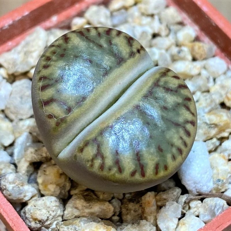 SH27817 Lithops bromfieldii ‘Coral’