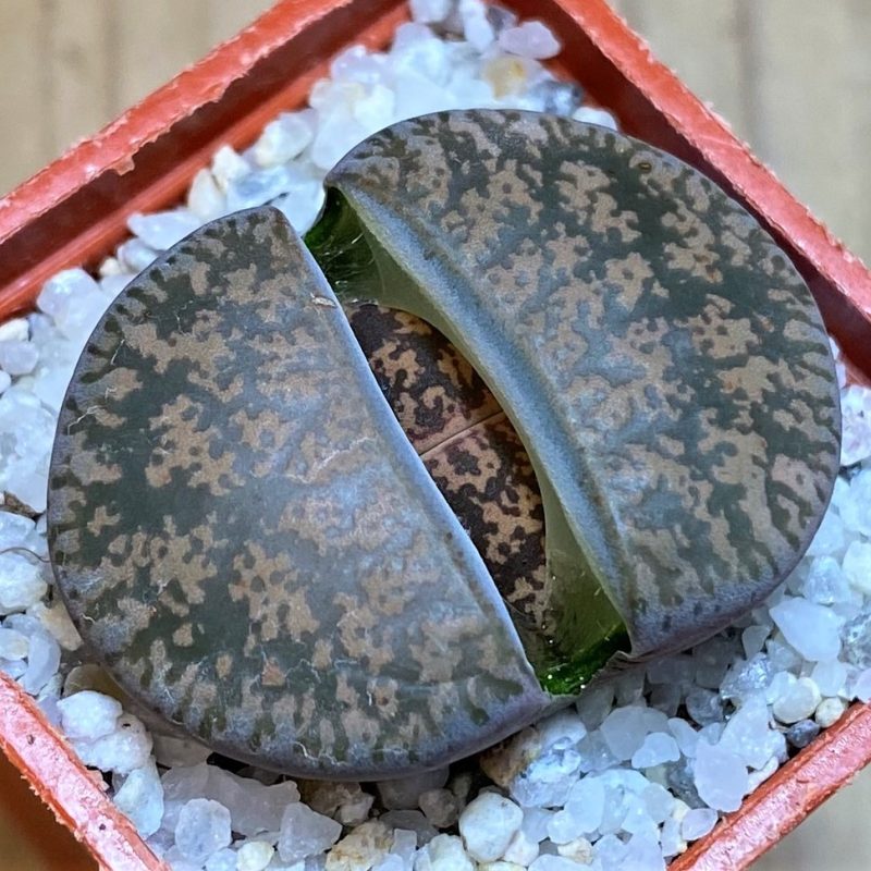 SH27818 Lithops lesliei