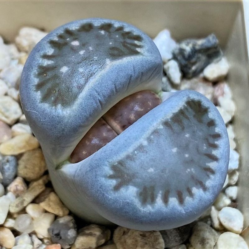 SH27792 Lithops julii ‘Kikushogiyoku’ hybrid