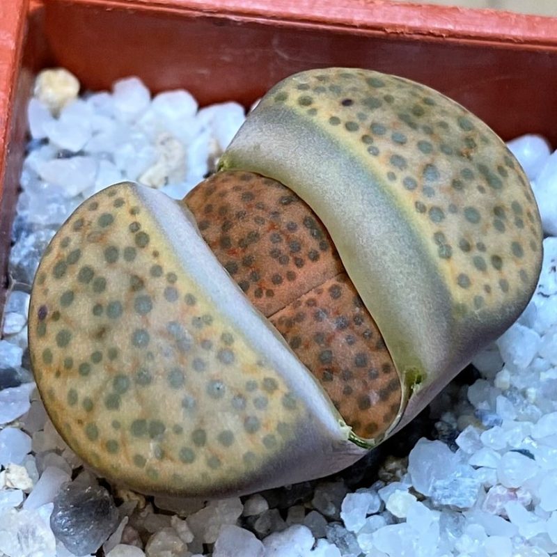 SH27819 Lithops fulviceps L45-66