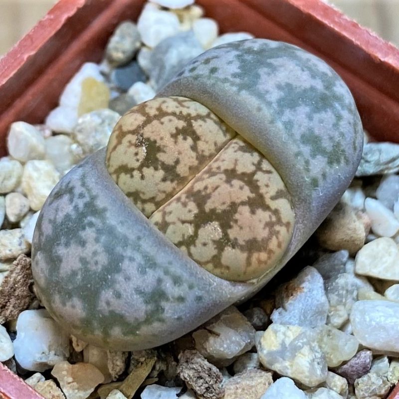 SH27820 Lithops coleorum
