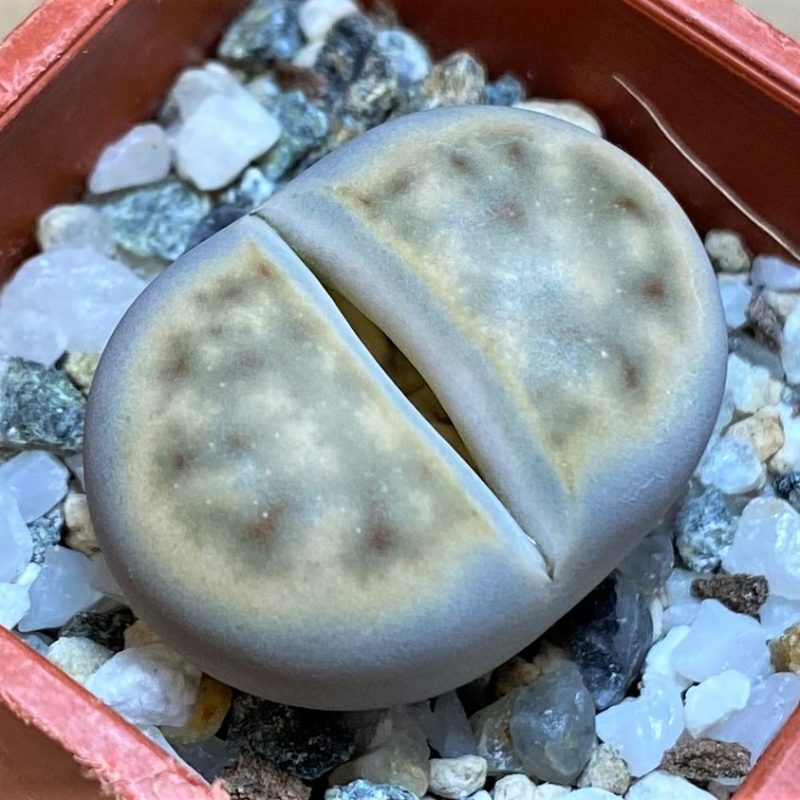 SH27821 Lithops erniana