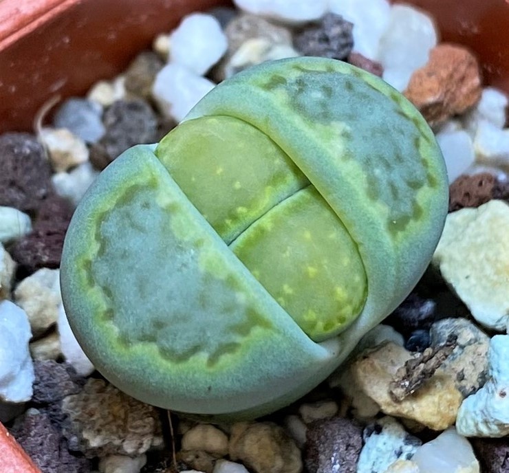 SH27823 Lithops julii v. fulleri 'Fuller Green'