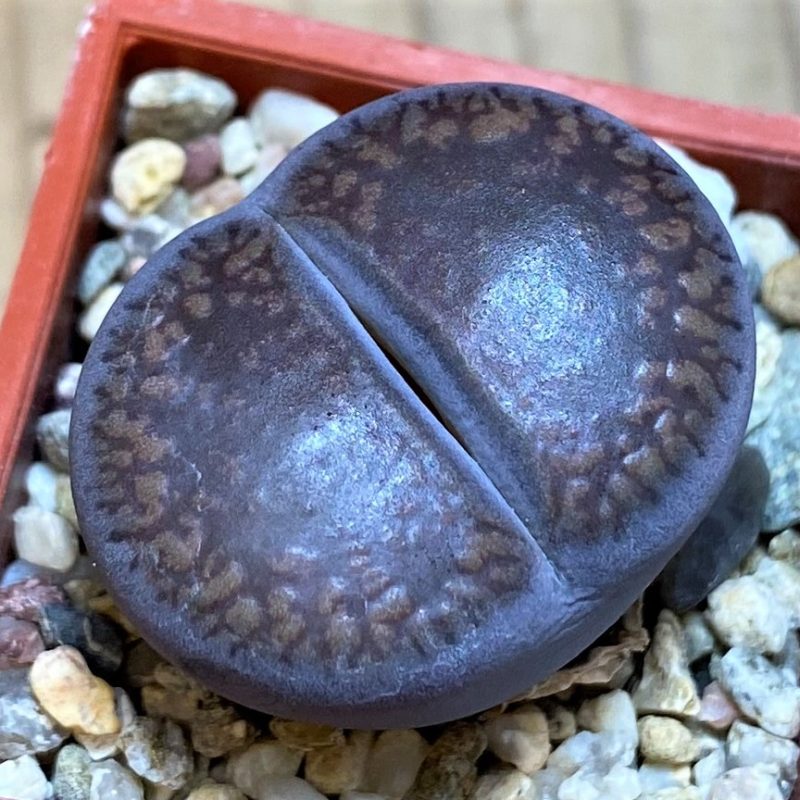 SH27825 Lithops aucampiae 'Fire Brandt'