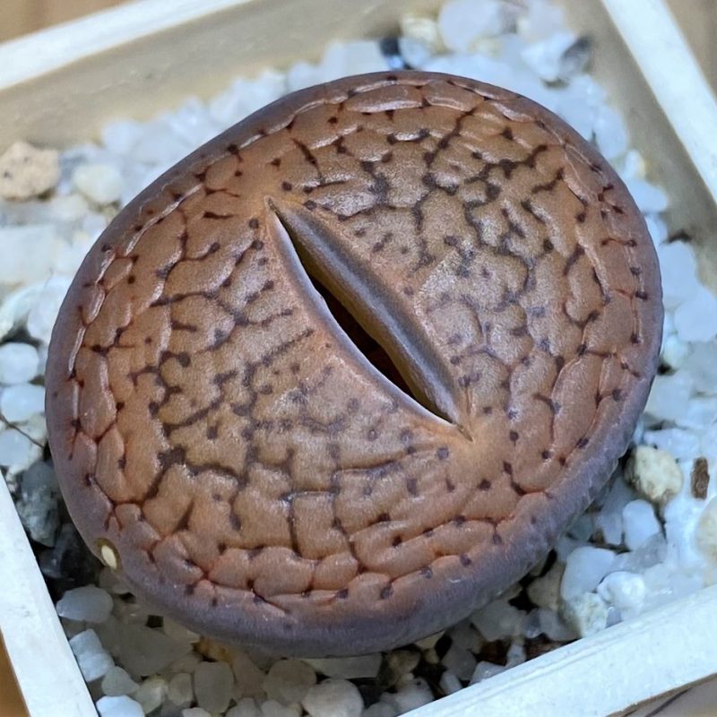 SH27827 Lithops aucampiae v. koelemanii C016