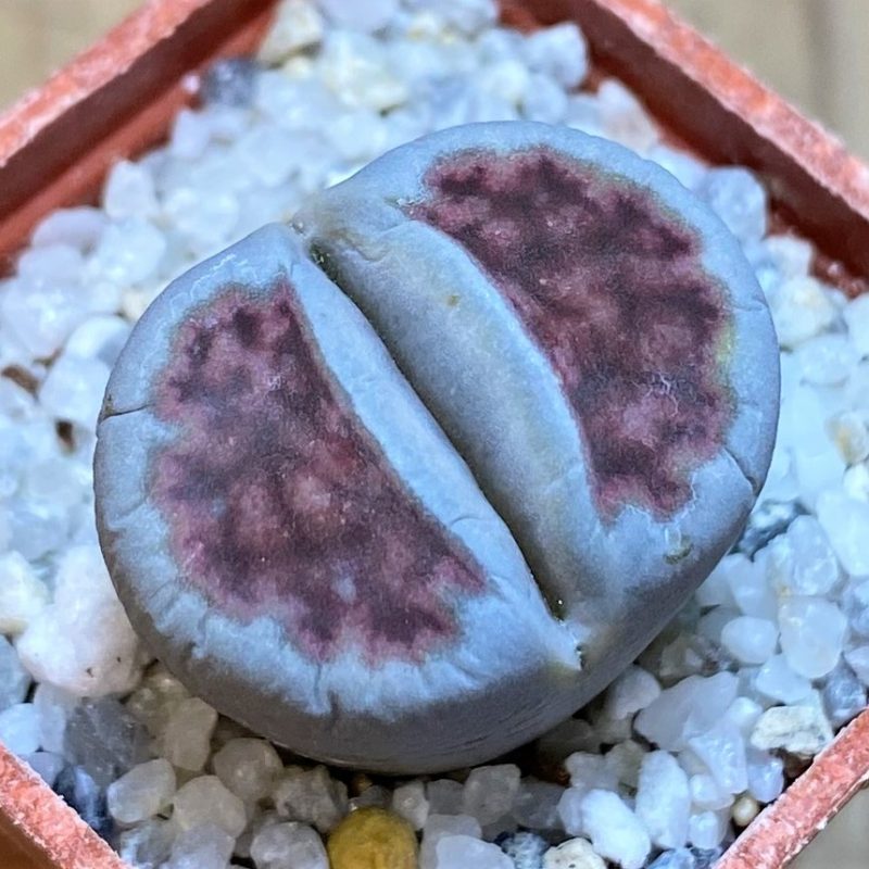 SH27828 Lithops karasmontana 'Lateritia'