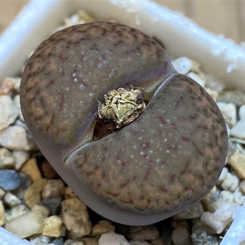SH27793 Lithops bromfieldii v. glaudinae C393