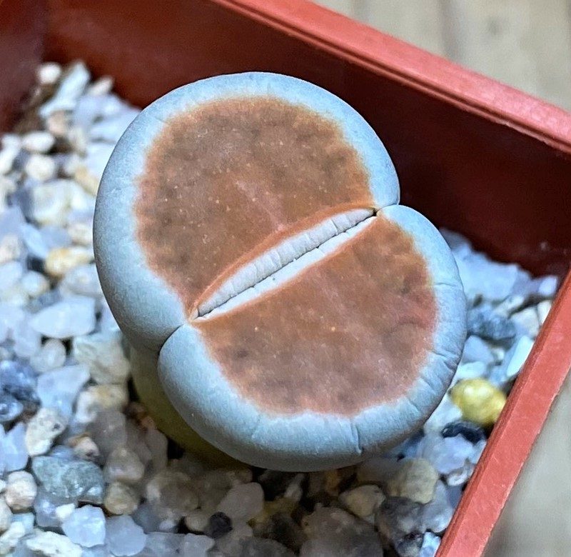 SH27829 Lithops karasmontana 'Lateritia'