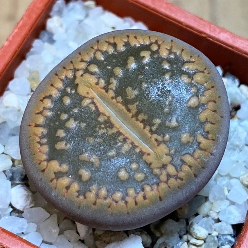 SH27831 Lithops aucampiae