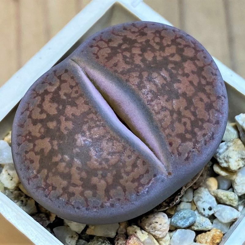 SH27832 Lithops aucampiae