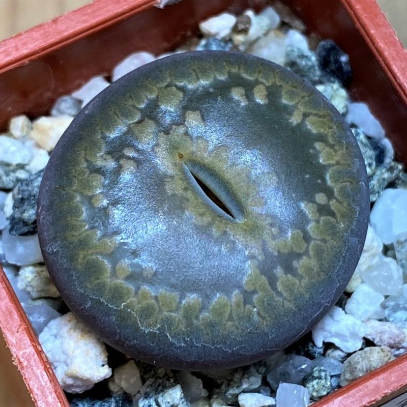 SH27833 Lithops aucampiae